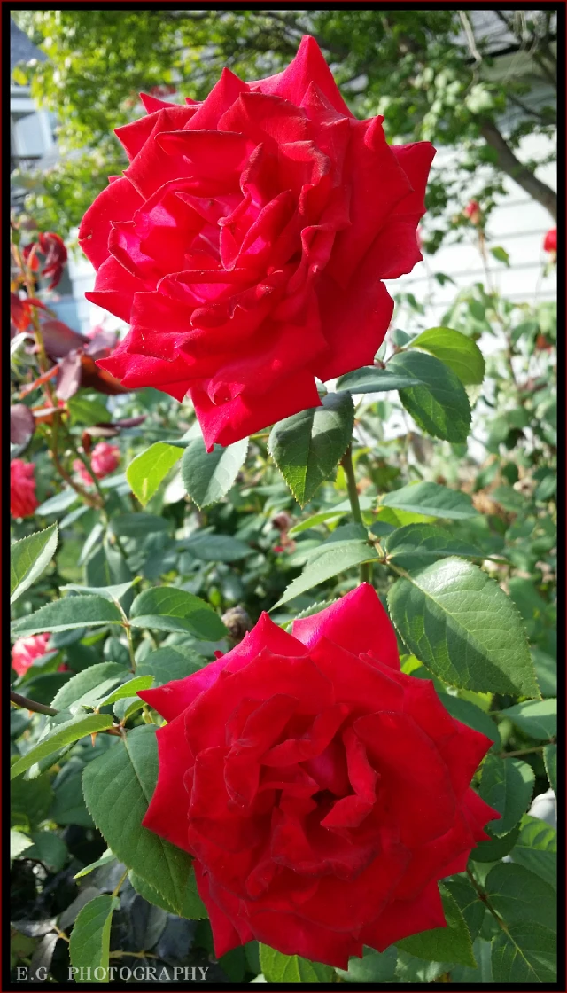 Roses Myphotography Unedited Lovely Happy Weekend Pa F