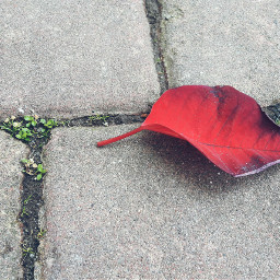 leaf winter red