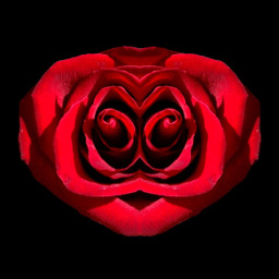 freetoedit red rose valentinesday