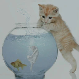 wapeditingalittleworld fish water kitty miniature